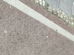 -合肥滨湖国家森林公园