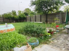 -南汇新场正宗水蜜桃采摘