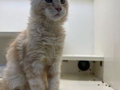 -十年猫舍·猫咪专门店(普陀店)