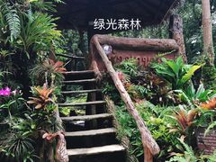 -绿光森林餐厅