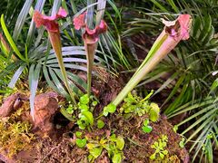 -正佳雨林生态植物园