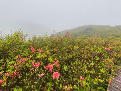 -大围山国家森林公园