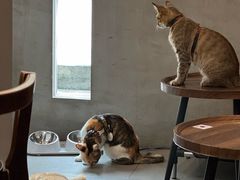 -Again Coffee Roaster(香蜜湖店)