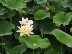 -荷塘月色湿地公园·向阳花洲