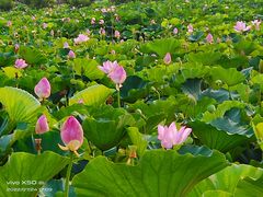 -荷塘月色湿地公园·向阳花洲