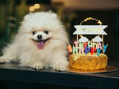 -百好乐宠物友好餐厅(朝外大街店)