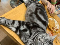 -猫色咖啡·猫咖