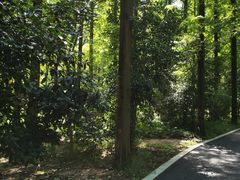 -东平国家森林公园