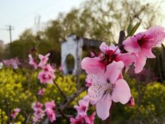 -南汇桃花村
