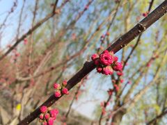 -永定河休闲森林公园