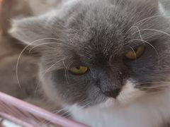 -我爱猫咪·猫咖·狗咖·安哥拉兔·羊驼咖(小寨华旗店)