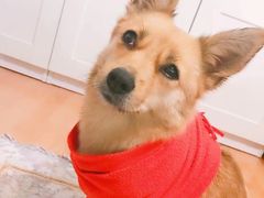 -美联众合爱康动物医院•复杂内科•肿瘤科•牙科•腔镜诊疗中心