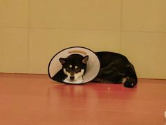 -和它·交个朋友·狗咖猫咖(爱琴海店)