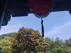 -阿巧茶庄