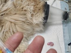 -瑞派宠物医院·犬猫全科·猫友好(宾水西道店)