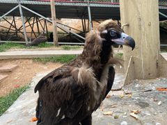 -西霞口神雕山野生动物世界