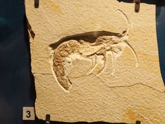 -正佳自然科学博物馆