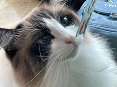 -Catmate·猫肥家润(金润铂宫店)