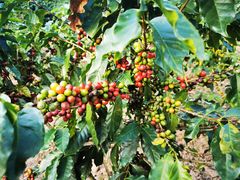 -Torch Coffee 炬点咖啡