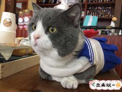 -福尔喵斯探案馆实景搜证·沉浸式剧本杀