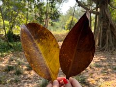 -中国科学院西双版纳热带植物园