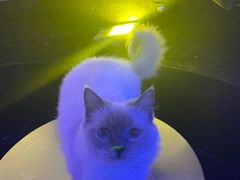 -极木²邸 人与宠物·互动社区