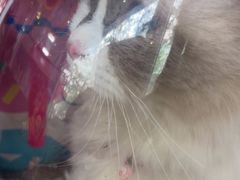 -芭比堂动物医院·心脏专科·夜诊·吉雅分院