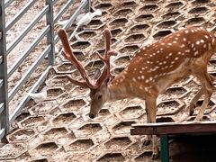 -北京鹿世界主题园