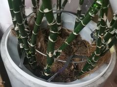 -天鹅到家·保姆月嫂育儿嫂(总店)
