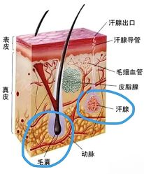 -薇兰专业脱毛连锁机构