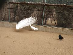 -秦皇岛野生动物园