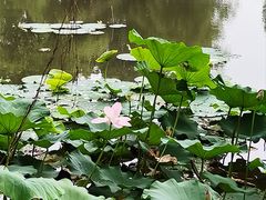 -长兴太湖图影湿地文化园