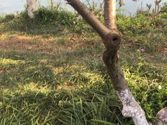 -青枫公园