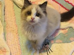 -Bastet sally猫舍购宠(静安店)