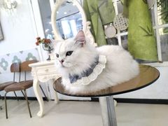 -共舞时光猫咖·狗咖(新街口店)