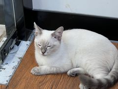 -荔康动物医院(康王北路店)