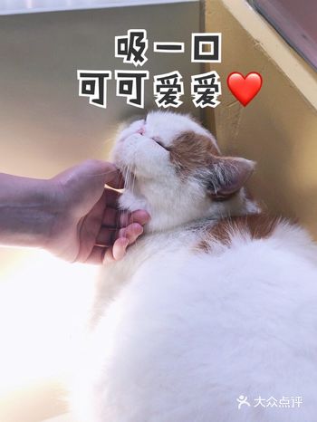 在全民吸猫的今天，家里养不了小猫咪咋整