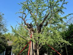 -上海佘山国家森林公园天马山园