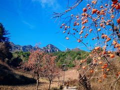 -王顺山国家森林公园