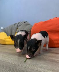-Moni星球萌宠·小马宝莉·灵蛇·高端高阶全萌宠互动体验俱乐部(红豆国际广场店)