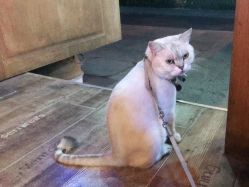 -青木造型HAIR·あおき髪を刈る潮人店