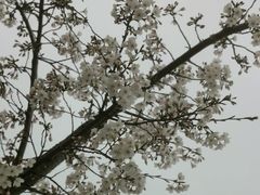 -高东镇樱花园