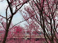 -三圣花乡旅游区