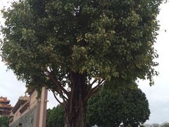 -广东圆玄道观