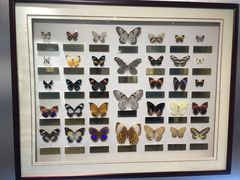 -上海昆虫博物馆