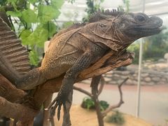 -南宫五洲植物乐园