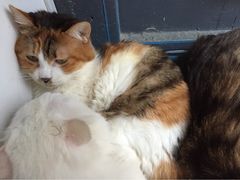 Anne猫窝咖啡屋-Anne猫窝咖啡屋