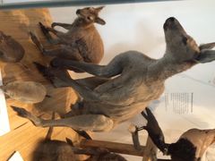 iphone_upload_pic-墨尔本博物馆(Melbourne Museum)