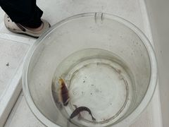 -小猫钓鱼海钓俱乐部(椰梦长廊店)