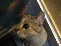 -猫色咖啡·猫咖
